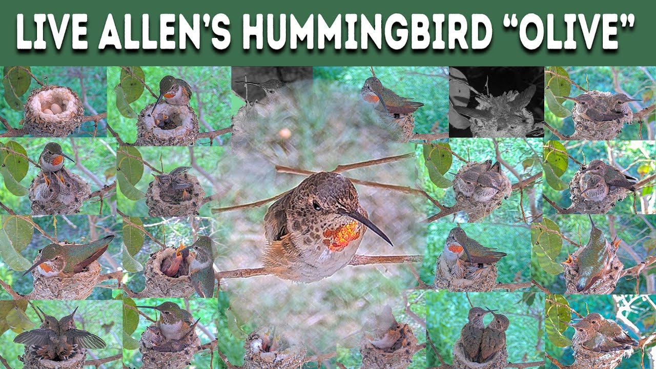 LIVE Allen’s Hummingbird Cam: Watch Olive’s Feathers Molt (2-3 Weeks) LIVE! Never Captured Before!