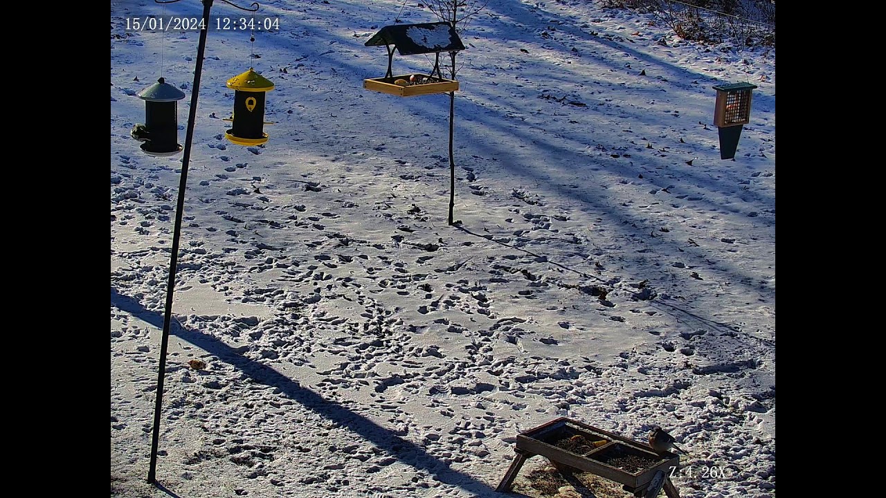 Ney Nature Center Bird Feeder Live Stream